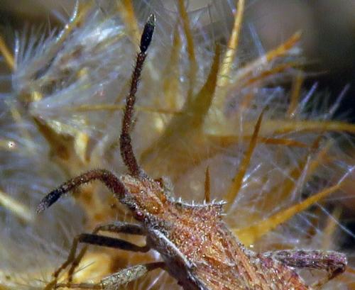 Coriomeris affinis